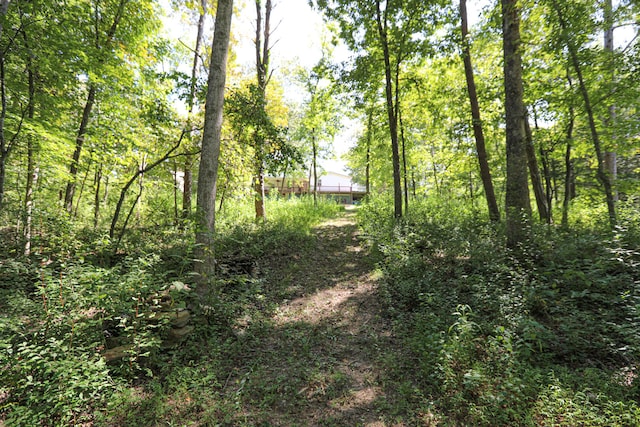 view of local wilderness