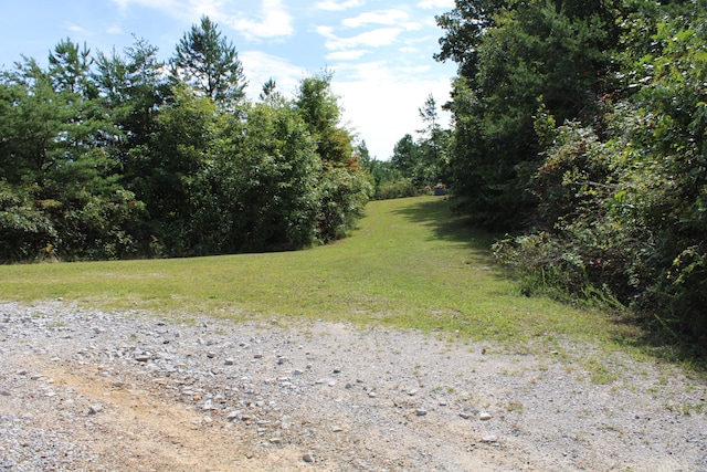 view of local wilderness