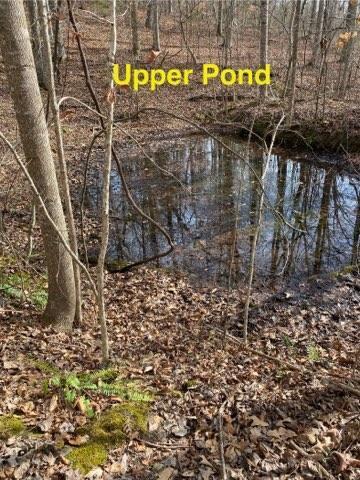 view of nature featuring a wooded view and a water view