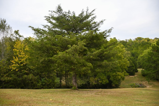 view of local wilderness