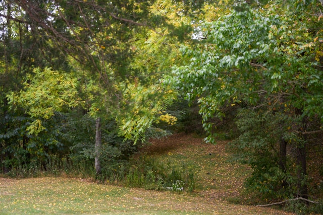 view of local wilderness