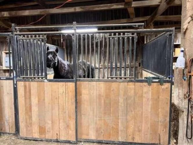 view of horse barn