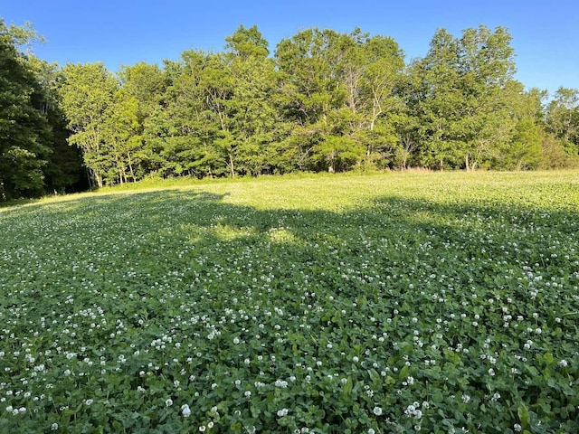 view of yard featuring a wooded view