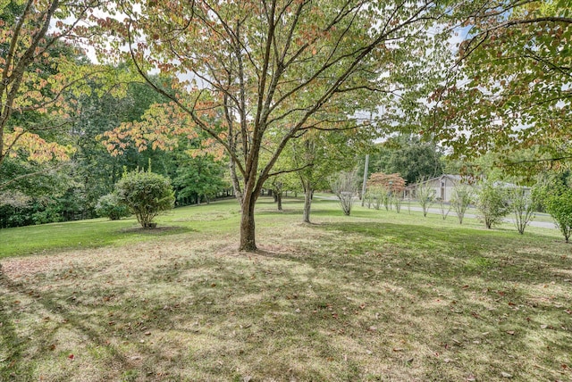15 Oak Leaf Ln, Albany, KY 42602 - view of yard