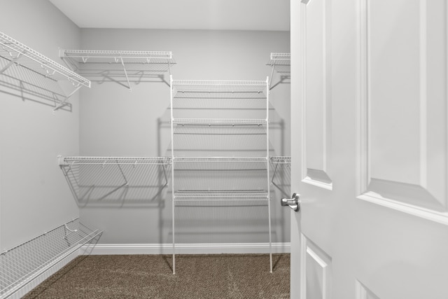 walk in closet with carpet floors