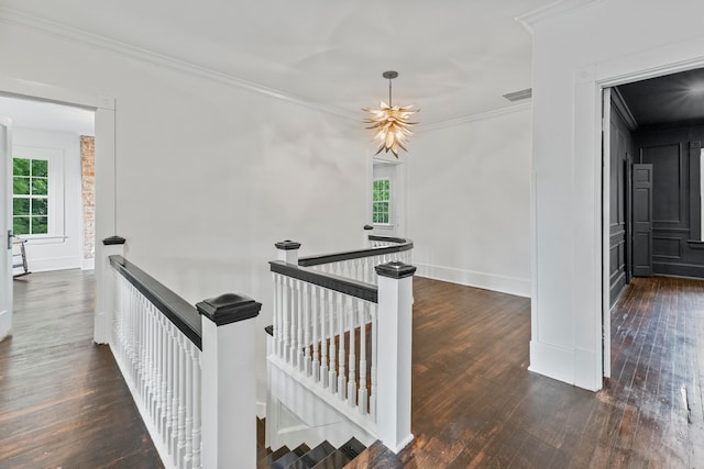 hallway featuring ornamental molding, a healthy amount of sunlight, an inviting chandelier, and dark hardwood / wood-style flooring