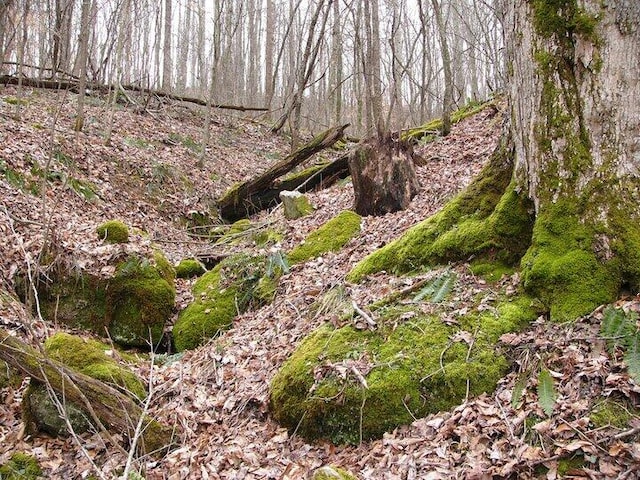 view of local wilderness