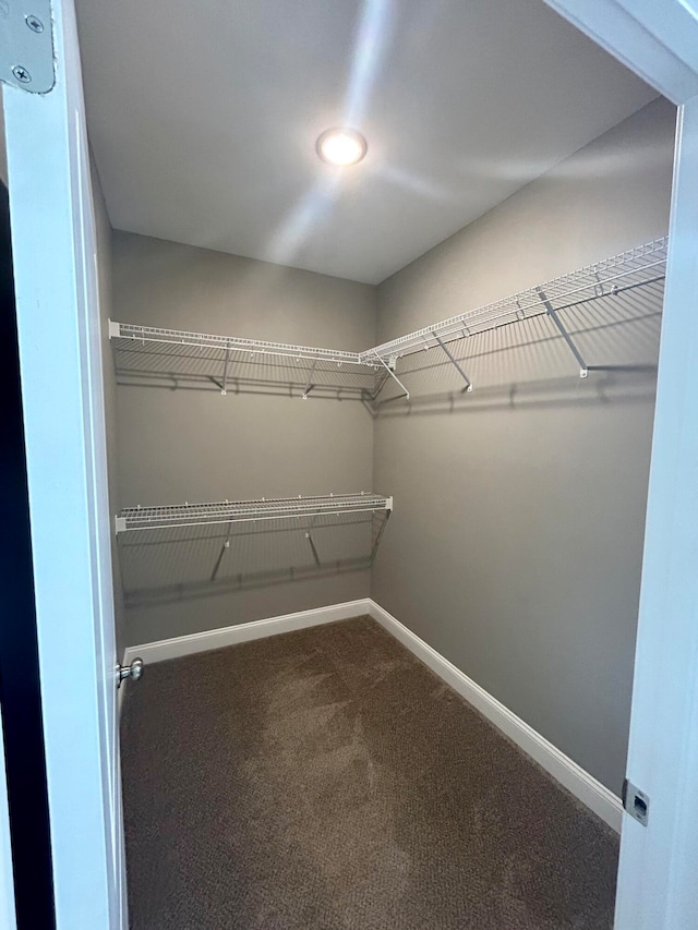 spacious closet featuring carpet floors