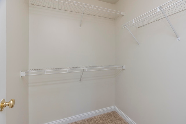 spacious closet featuring carpet