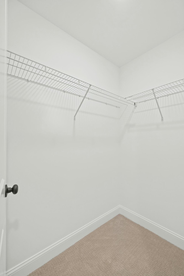 walk in closet with carpet flooring