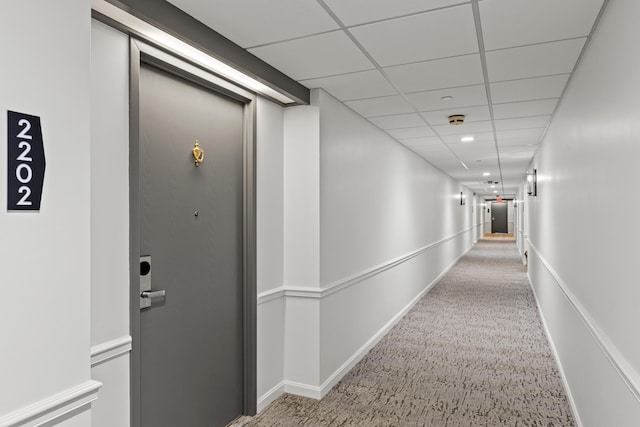 hall with carpet and a paneled ceiling