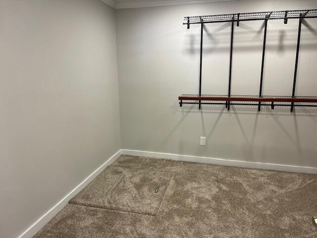 walk in closet featuring carpet flooring