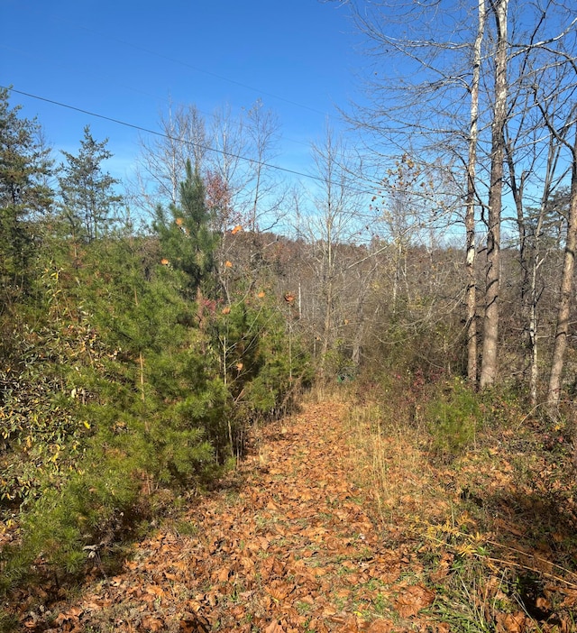 view of local wilderness