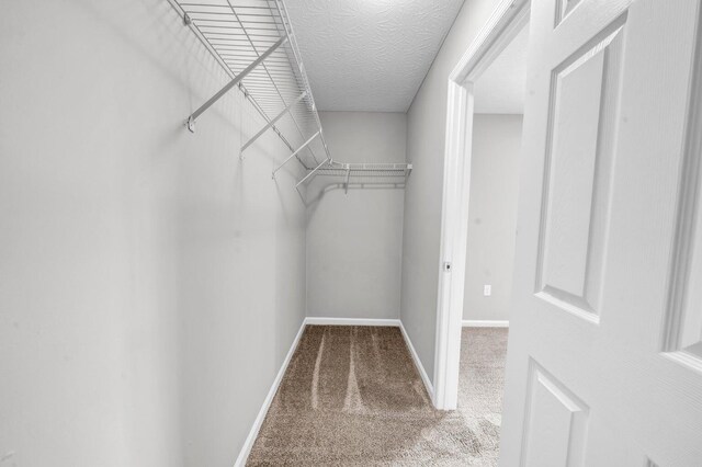 walk in closet featuring carpet