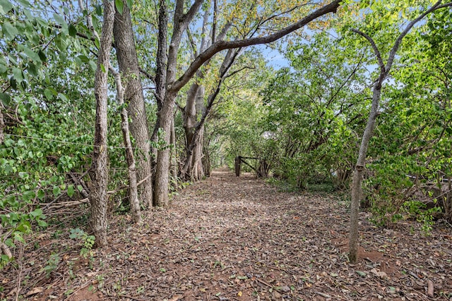 view of local wilderness