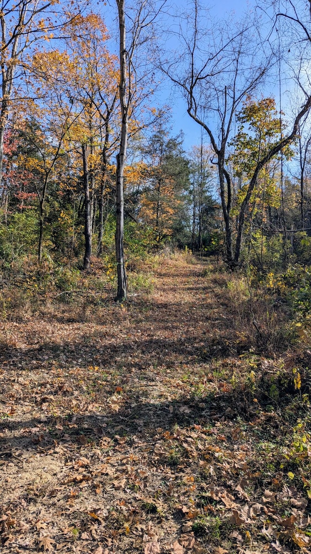 view of local wilderness