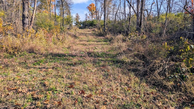 view of local wilderness