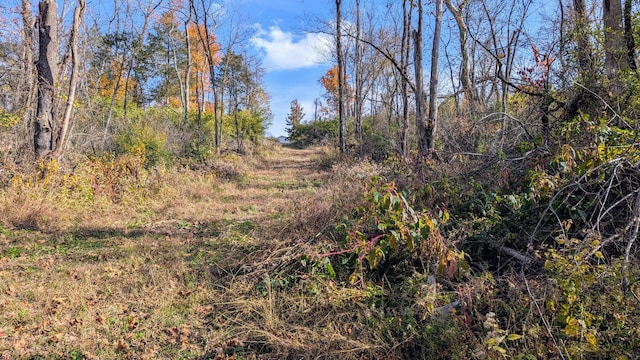 view of local wilderness