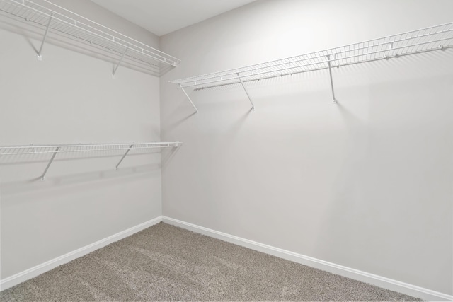 spacious closet featuring carpet flooring