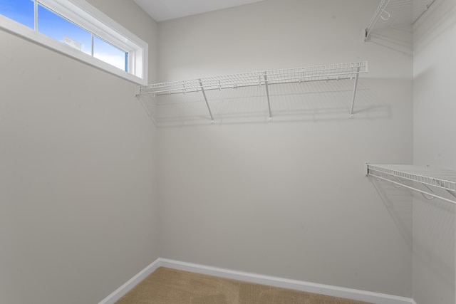 spacious closet with carpet