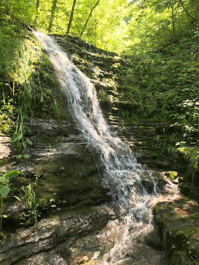 view of local wilderness