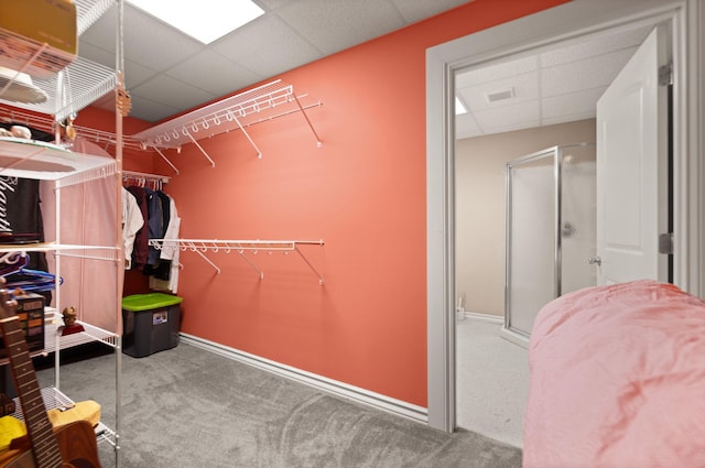 spacious closet featuring a drop ceiling and carpet floors