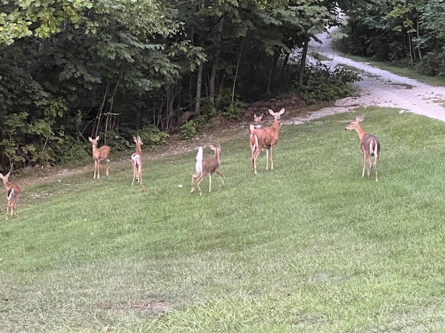 surrounding community with a lawn