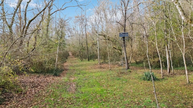 view of local wilderness