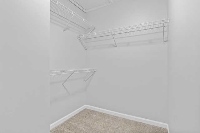 walk in closet with carpet floors