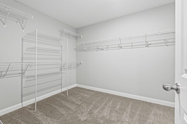 spacious closet with carpet flooring