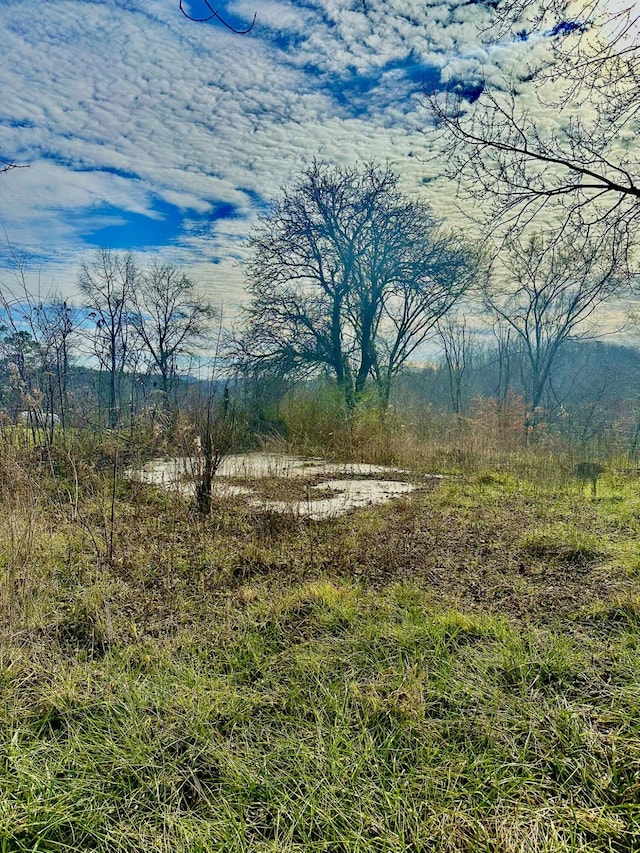 view of local wilderness