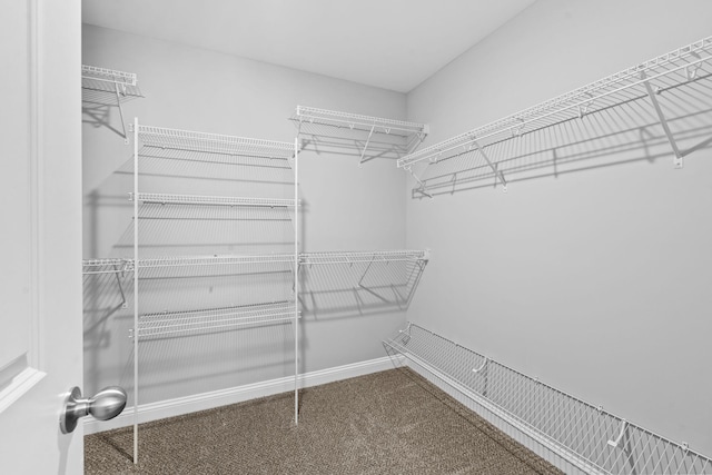 walk in closet with carpet flooring