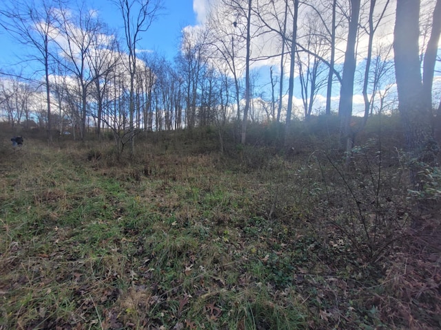 view of local wilderness