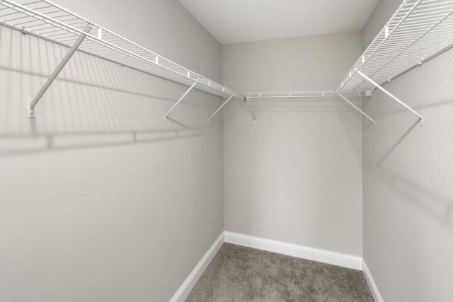 spacious closet with carpet floors