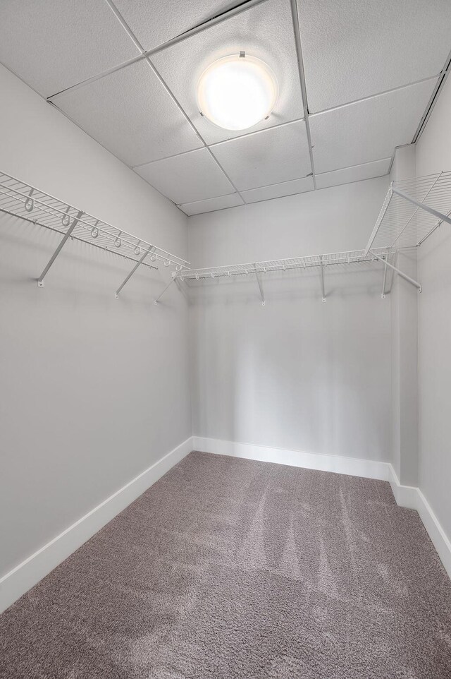 walk in closet with carpet and a drop ceiling