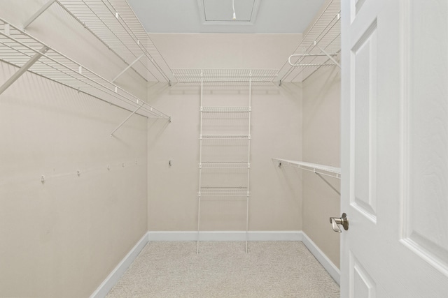 walk in closet with carpet flooring