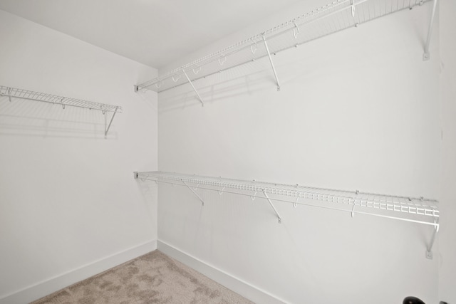 walk in closet with carpet floors