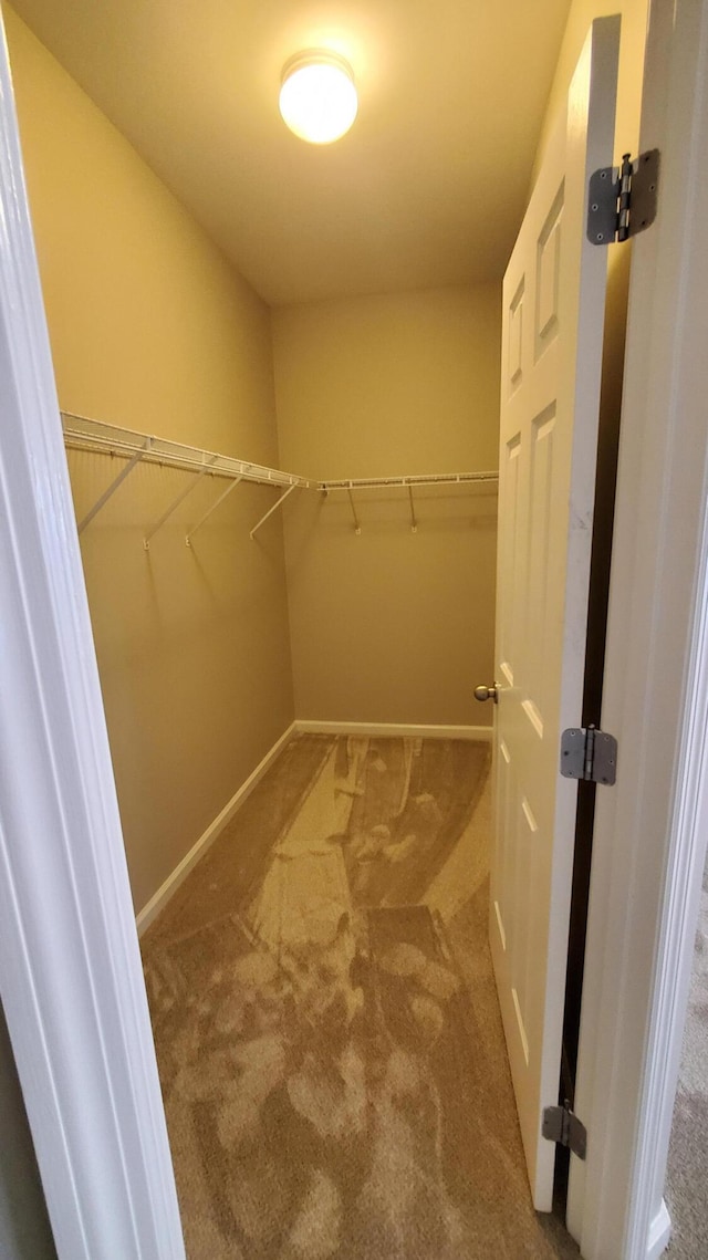 spacious closet featuring carpet flooring