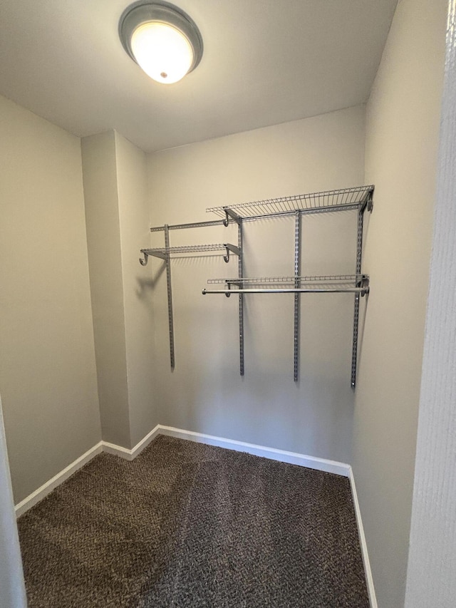 walk in closet featuring carpet floors