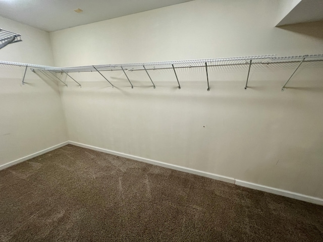 walk in closet with carpet flooring