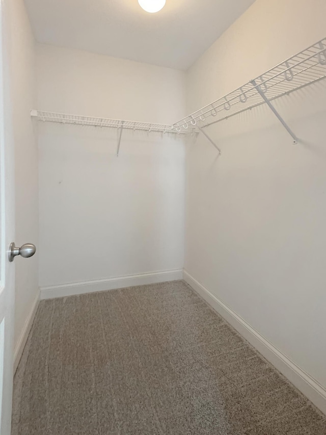 spacious closet with carpet