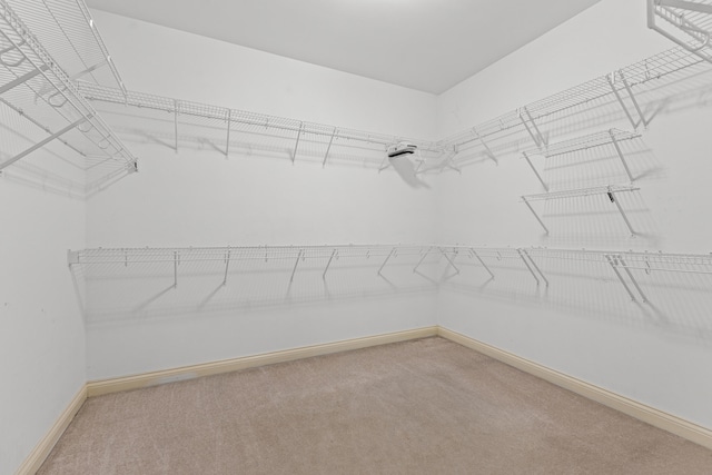 spacious closet featuring carpet