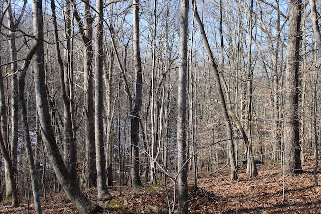 view of local wilderness