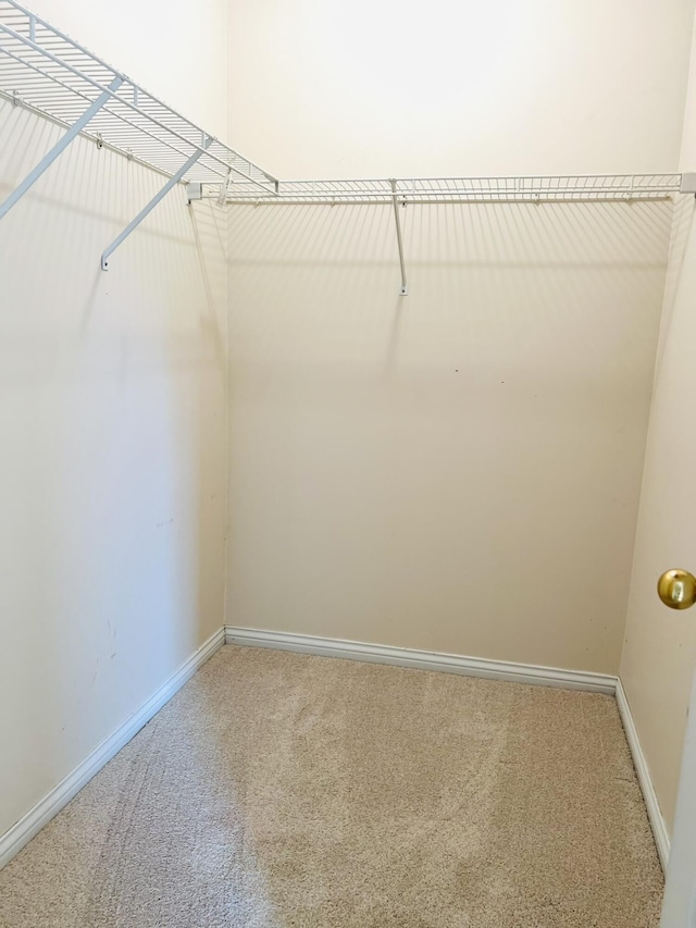 walk in closet featuring carpet floors