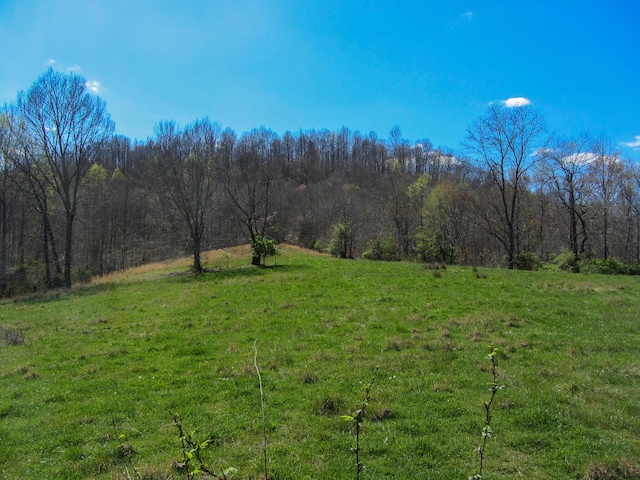 view of local wilderness