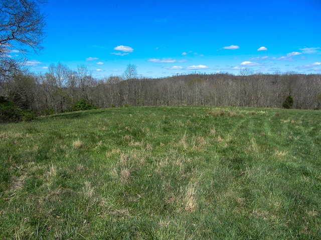 view of local wilderness