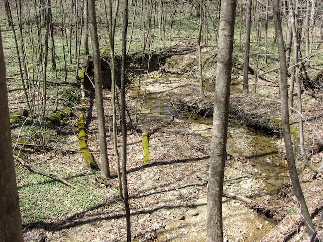 view of local wilderness