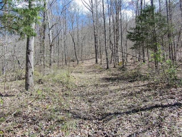 view of local wilderness