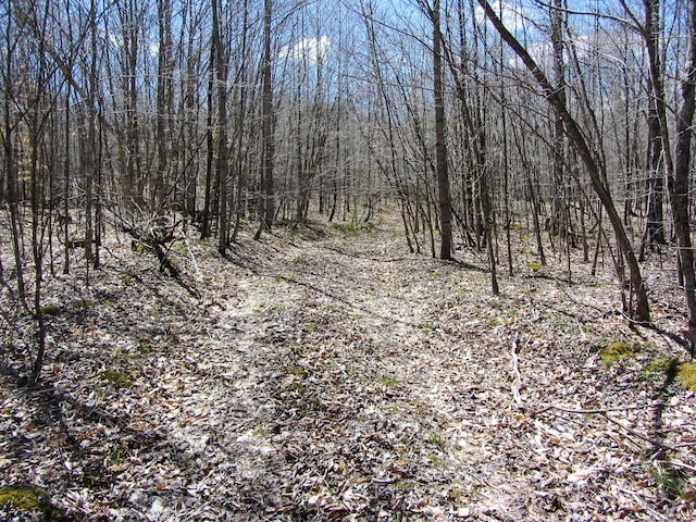 view of local wilderness