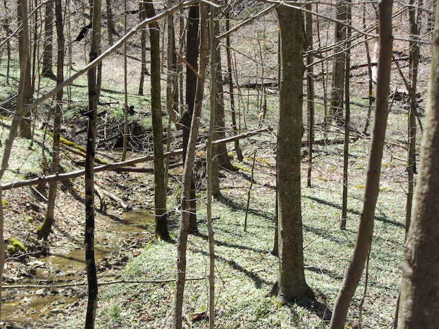 view of local wilderness